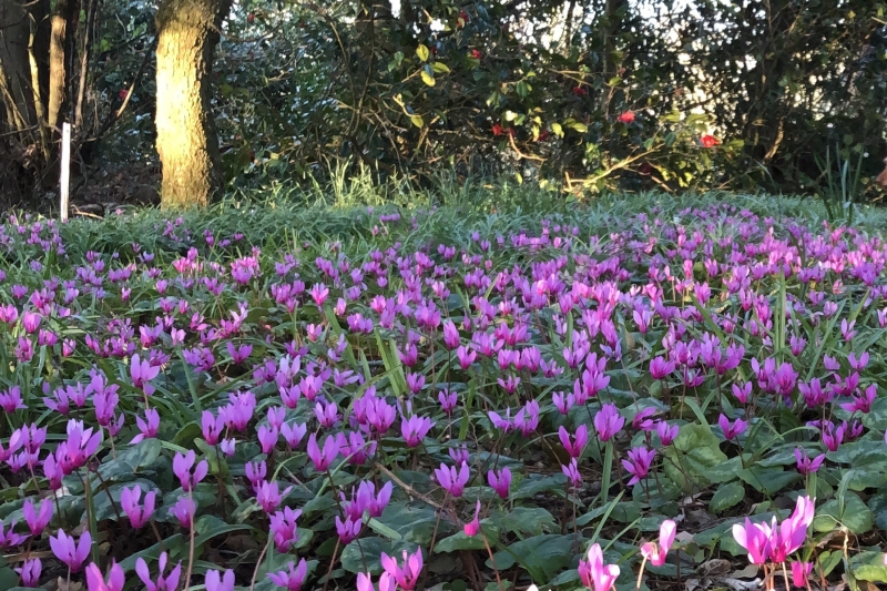 Lepe House Gardens